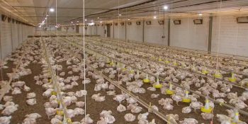 complexo-soja-e-carne-de-frango-puxam-recorde-do-agro