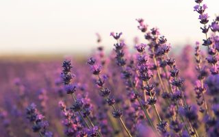 conheca-a-planta-medicinal-que-ajuda-no-sono-e-reduz-o-estresse