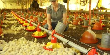 controle-salmonella-aviarios-ms