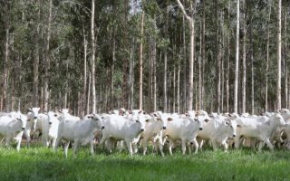 declaracao-rebanho-ms-obrigatoria