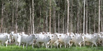 declaracao-rebanho-ms-obrigatoria