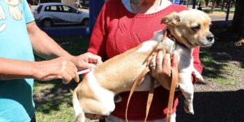dourados-mantem-vacinacao-animais-acolhidos