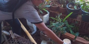 dourados-registra-cinco-mortes-chikungunya