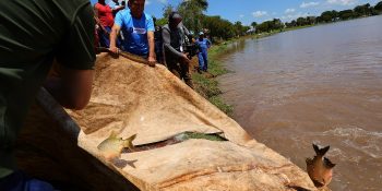 dourados-solta-3-toneladas-peixes-festa-pascoa