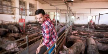 embrapa-e-ufmg-lancam-plataforma-sobre-doencas-suinas