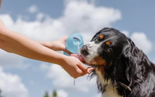 especialista-lista-cuidados-com-pets-em-periodos-de-alta-umidade