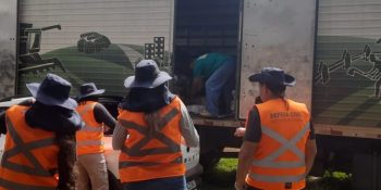 estado-ms-amplia-acoes-chikungunya