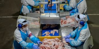 exportacoes-de-frango-do-brasil-devem-crescer-em-2026-confira