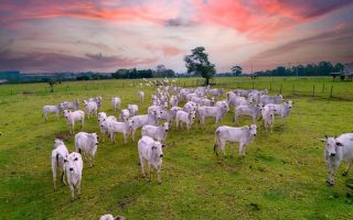 exportacoes-de-gado-vivo-voltam-a-superar-1-milhao-de-cabecas