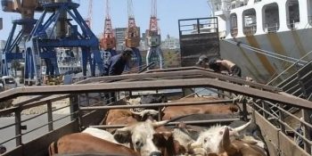 exportacoes-do-brasil-devem-atingir-1-milhao-de-bovinos-vivos