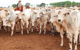 famasul-encerra-ano-avancos-agro-ms