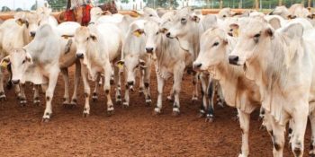 famasul-encerra-ano-avancos-agro-ms