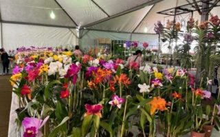 feira-flores-artesanais-dourados-comeca-4-marco