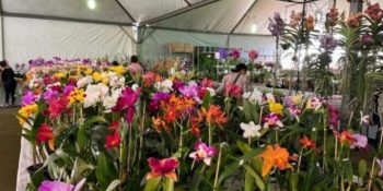 feira-flores-artesanais-dourados-comeca-4-marco