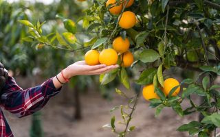 fim-da-tarifa-de-40-dos-eua-a-subprodutos-alivia-setor-de-laranja