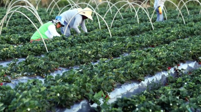 finep-lanca-pacote-fortalecer-agricultura-familiar