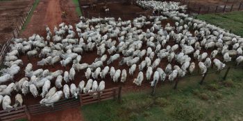 frio-intenso-provoca-a-morte-de-mais-de-80-bovinos-em-ms