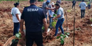 gestao-semaf-fortalece-agricultura-familiar-dourados