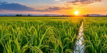 google-vai-usar-plantacoes-de-arroz-no-brasil-entenda-por-que