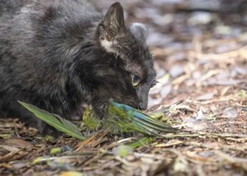 governo-da-nova-zelandia-pretende-erradicar-milhoes-de-gatos