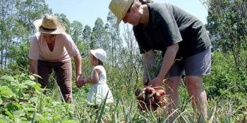 governo-publica-mp-com-credito-para-a-agricultura-familiar