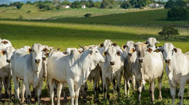 governo-zera-tarifas-de-insumos-e-reforca-defesa-do-agro