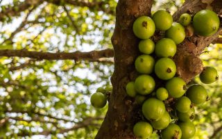 jabuticaba-fruta-pouco-conhecida-do-brasil-e-uma-das-mais-raras