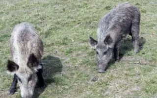 javali-prioridade-setor-produtivo-ms