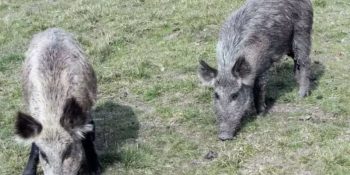 javali-prioridade-setor-produtivo-ms