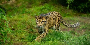 mae-filhote-jaguatirica-passeiam-estrada-navirai