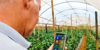 modernizacao-eletrica-ganha-destaque-na-avicultura-e-suinocultura