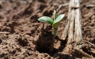 ms-atinge-95-do-plantio-de-soja-e-entra-na-final-da-safra-25-26