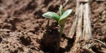 ms-atinge-95-do-plantio-de-soja-e-entra-na-final-da-safra-25-26