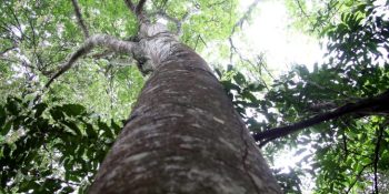 ms-avanca-descarbonizacao-economia-verde