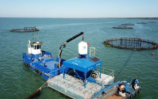 ms-bate-recorde-em-exportacao-de-tilapia