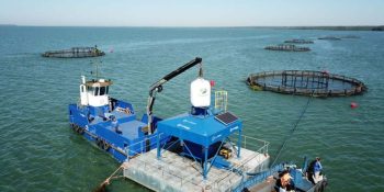 ms-bate-recorde-em-exportacao-de-tilapia