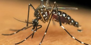 ms-passa-10-mil-casos-confirmados-chikungunya