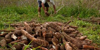 navirai-inaugura-agroindustria-mandioca-mesa