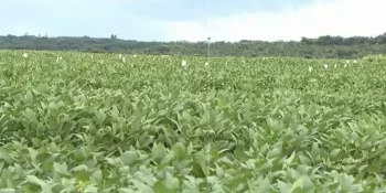 nivel-das-lavouras-de-soja-em-dourados-e-boa-mesmo-com-chuva