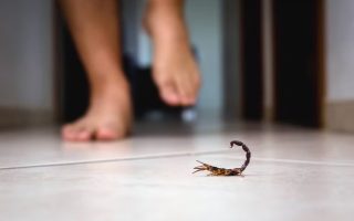 obitos-por-acidentes-com-escorpioes-crescem-no-brasil