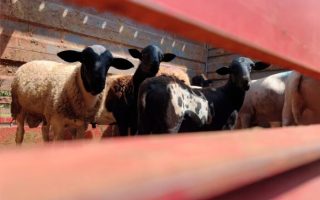 ovinocultura-avança-campo-grande 