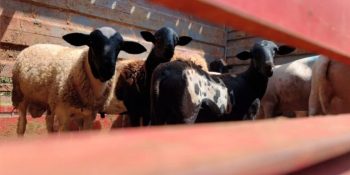 ovinocultura-avança-campo-grande 