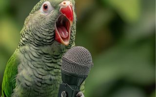 papagaios-selvagens-seguem-regras-de-sintaxe