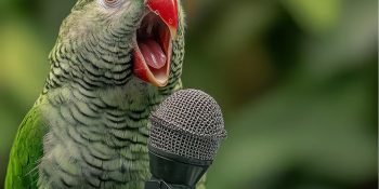 papagaios-selvagens-seguem-regras-de-sintaxe