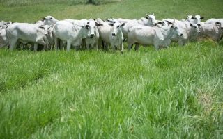 pecuaria-ms-enfrenta-baixa-precos-boi-gordo