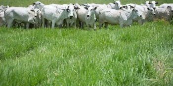 pecuaria-ms-enfrenta-baixa-precos-boi-gordo