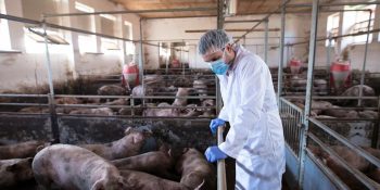 peste-suina-na-espanha-abre-espaco-para-exportacoes-do-brasil