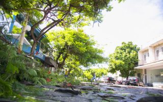 plano-arborizacao-corumba-pede-participacao-populacao