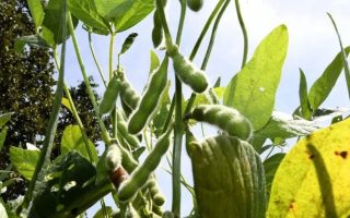 prazo-declaracao-soja-ms-termina-dia-10