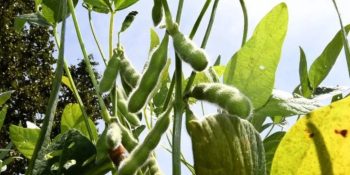 prazo-declaracao-soja-ms-termina-dia-10